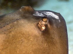 Eye to eye with a Southern Stingray Cayman Brac Nikon D20... by Don Bricker 